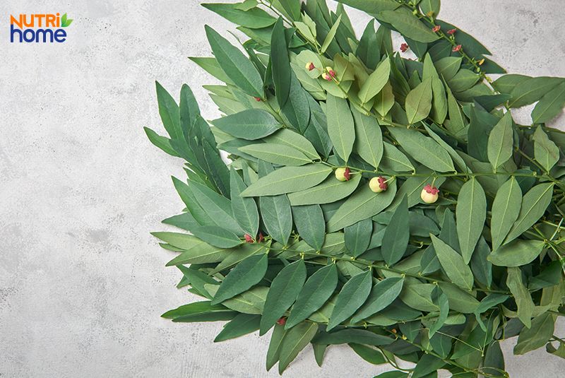 Rau ngót trị sỏi thận tại nhà