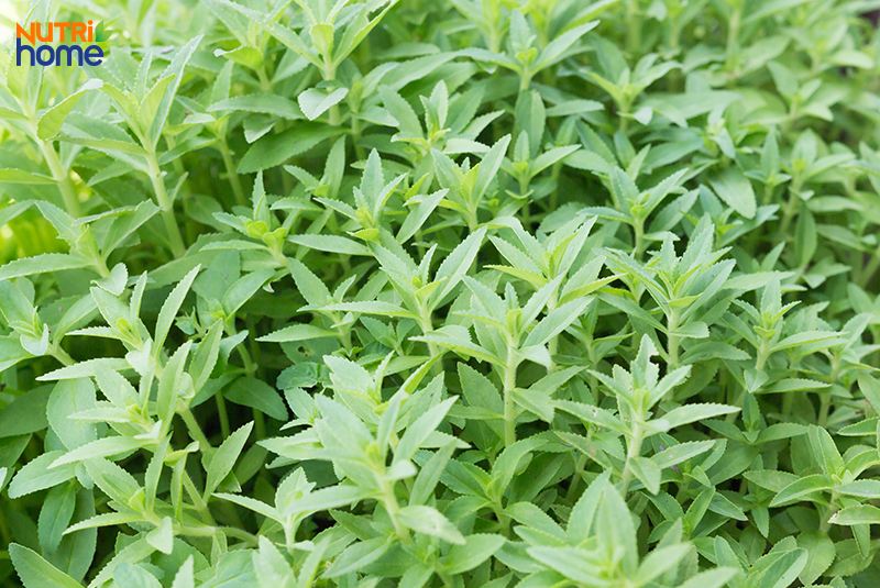 Rau om chữa sỏi thận tại nhà