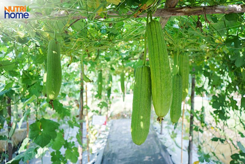 Người bị gout ăn mướp có tốt không?