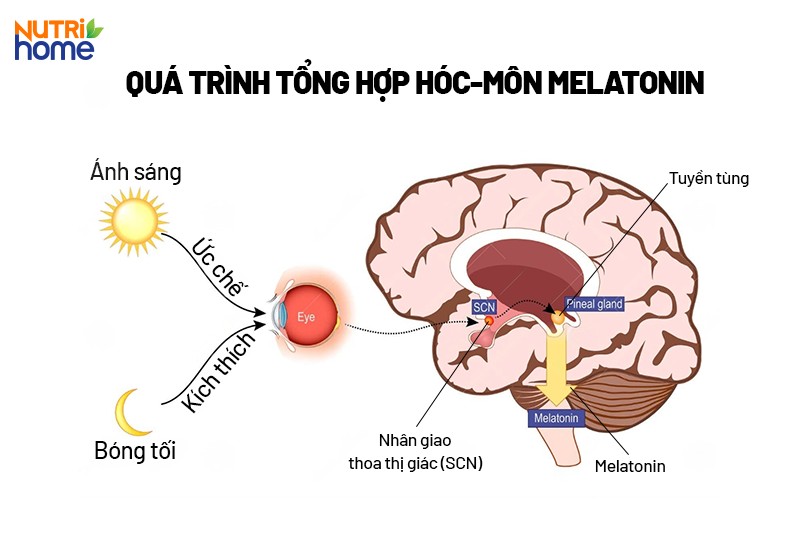 Cách trị mất ngủ cho người già tại nhà, Duy trì môi trường phòng ngủ phù hợp