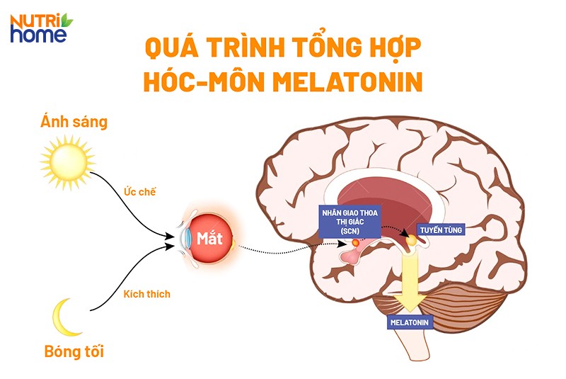 Cơ chế hình thành giấc ngủ
