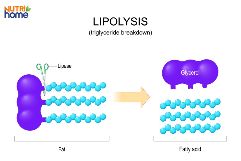 Chuyển hóa axit béo