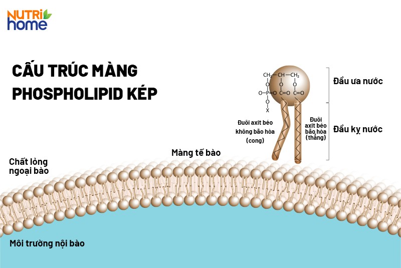 Chức năng sinh học của acid béo