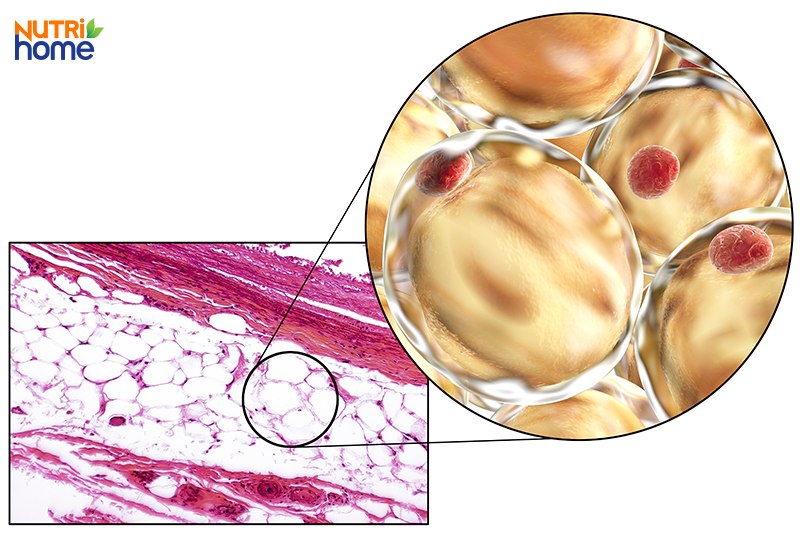 Quá trình lưu trữ acid béo