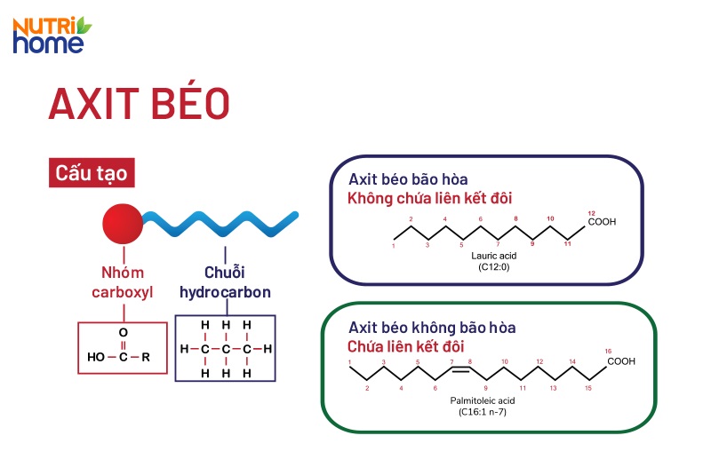 Phân loại các axit béo dựa trên độ bão hòa