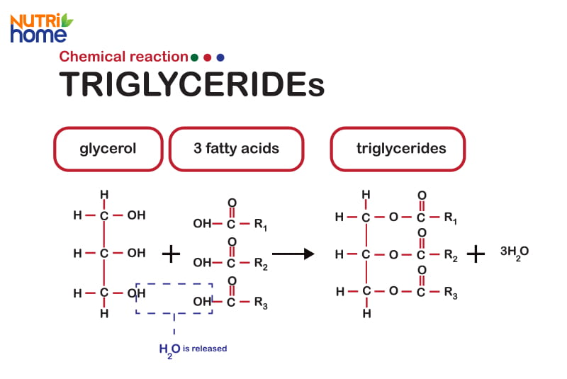 Chất béo Triglycerides (chất béo trung tính)