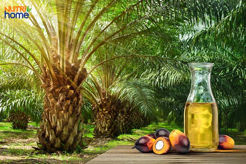 Chất béo xấu có trong thực phẩm nào? dầu cọ
