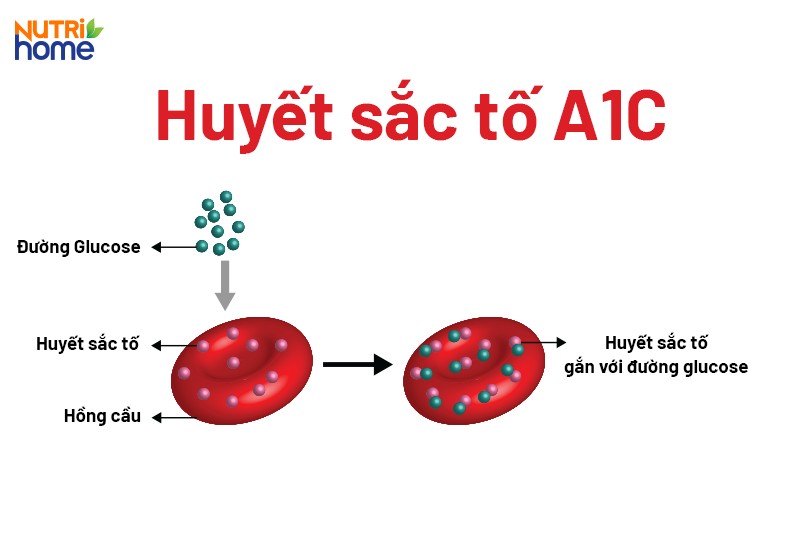 chỉ số đường huyết bình thường, Chỉ số HbA1c
