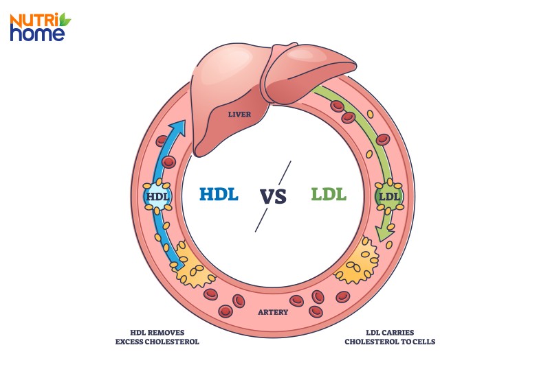 Chỉ số High-density lipoprotein cholesterol (HDL)
