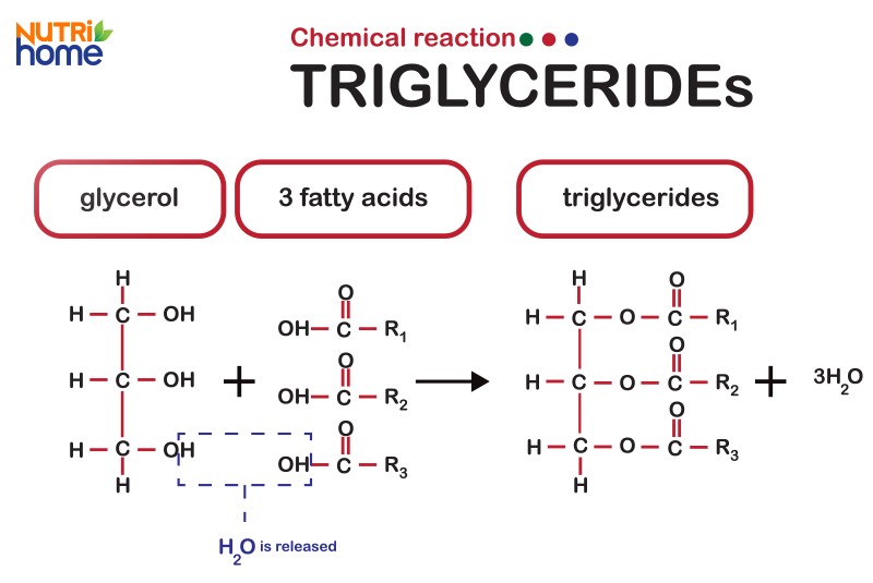 triglyceride là gì