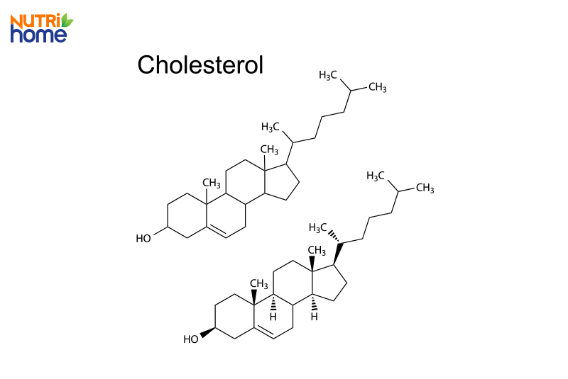 Cholesterol là gì?