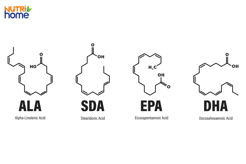 các loại omega 3 thường gặp
