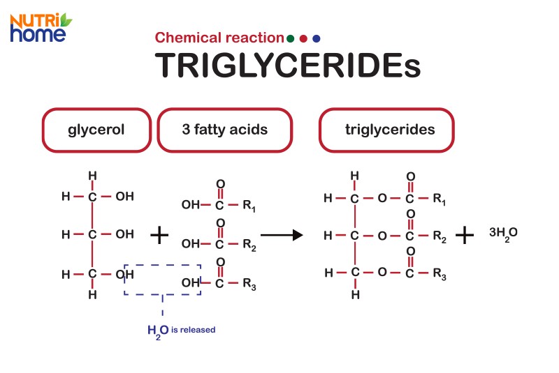 Triglyceride là gì?
