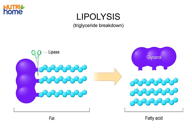 chuyển hoá mỡ trong cơ thể, dị hóa lipid