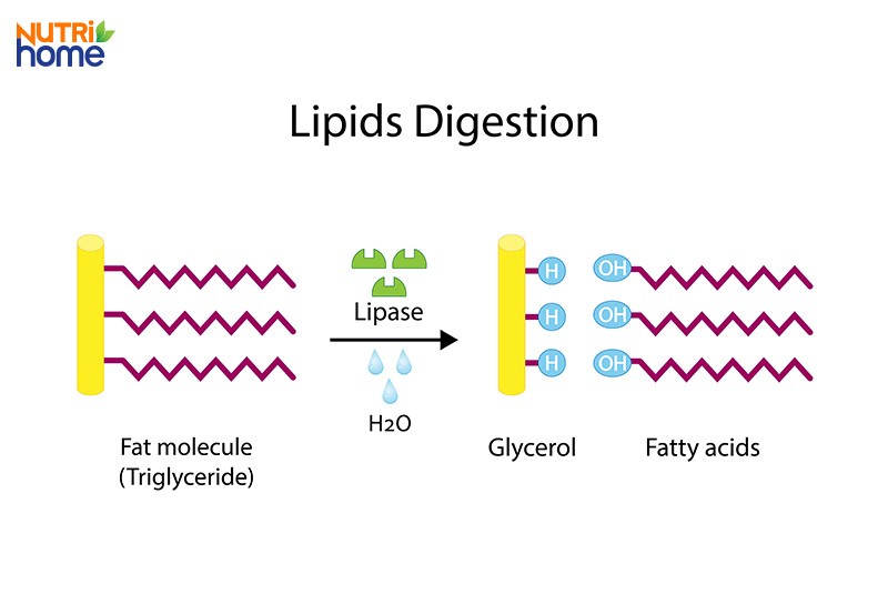 Cơ chế điều hòa chuyển hóa lipid, điều hòa enzyme
