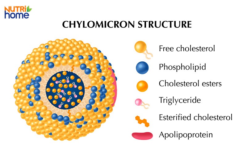 Quá trình chuyển hóa lipid, hấp thụ lipid