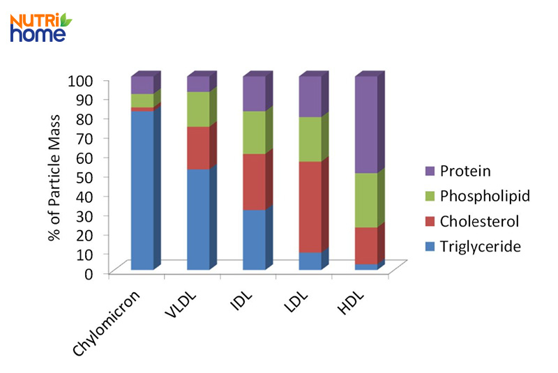 Quá trình chuyển hóa lipid, vận chuyển lipid