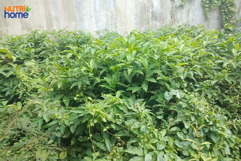 trà giảm mỡ máu, trà xạ đen