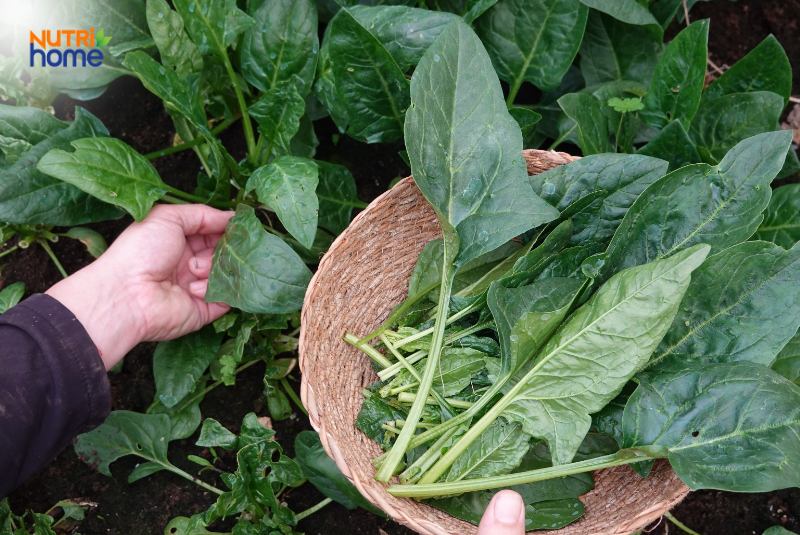 Bầu nên ăn cải bó xôi bên cạnh rau bí