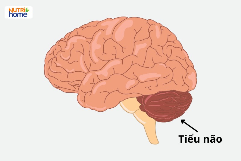 cấu tạo của não bộ, tiểu não