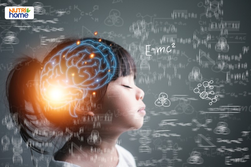 Vai trò và chức năng của não là gì?