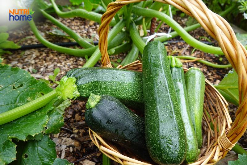 Nên ăn rau gì khi mang thai ngoài bí đỏ? Bí ngòi