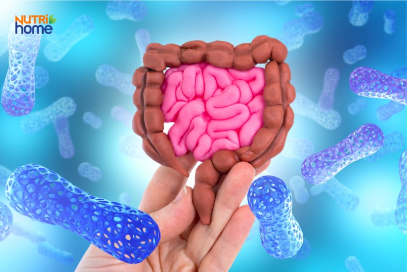 ăn gì tốt cho tiêu hóa, probiotic