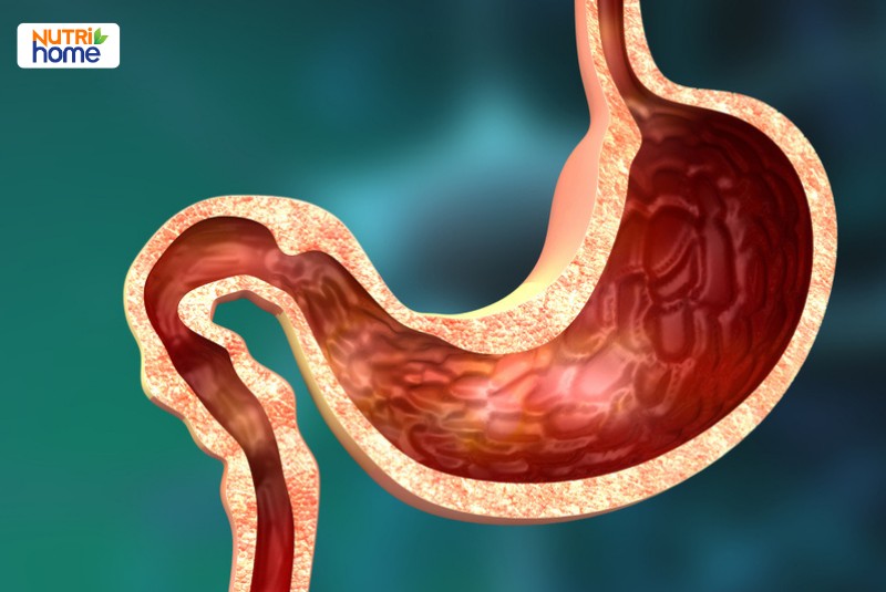 Cấu tạo dạ dày bên trong và bên ngoài