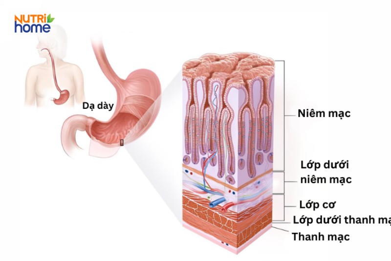Giải phẫu cấu tạo hang vị dạ dày