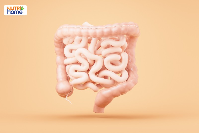 Ruột hoạt động như thế nào?