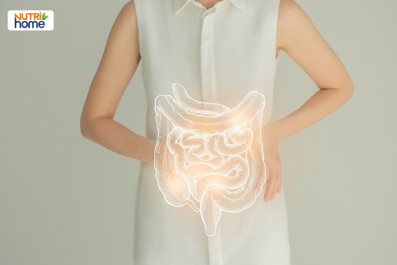 Phân loại và cấu tạo ruột