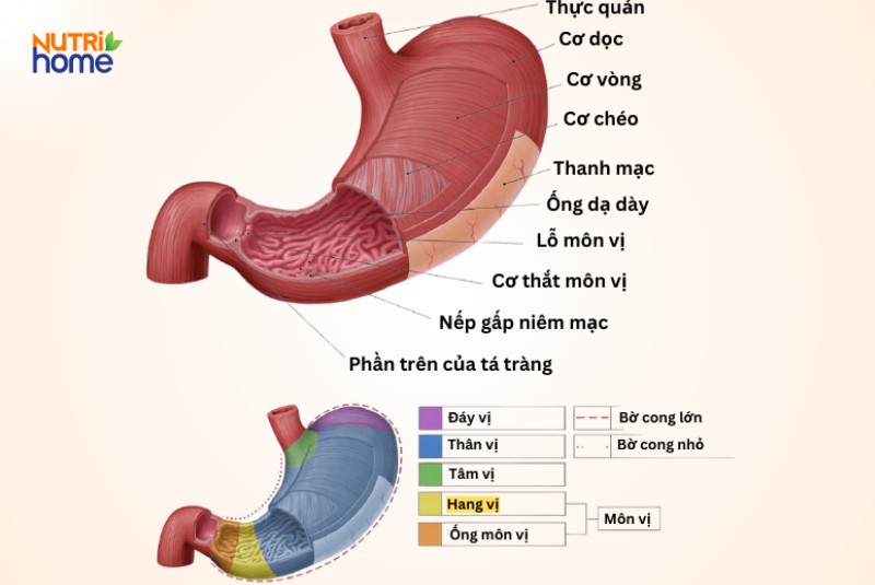 Hang vị dạ dày là gì?