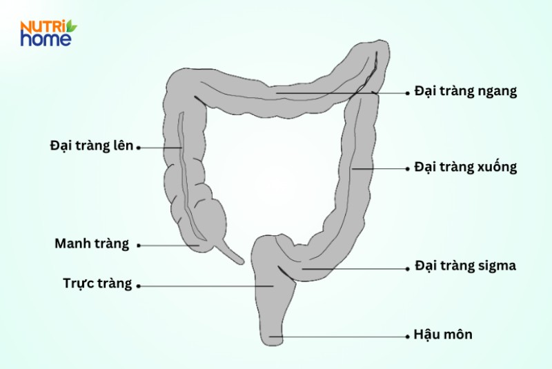 hệ tiêu hóa gồm những cơ quan nào, đại tràng