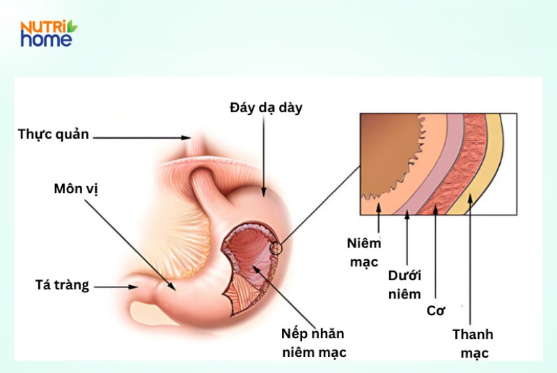 Cấu tạo của hệ tiêu hóa theo cấp độ tế bào