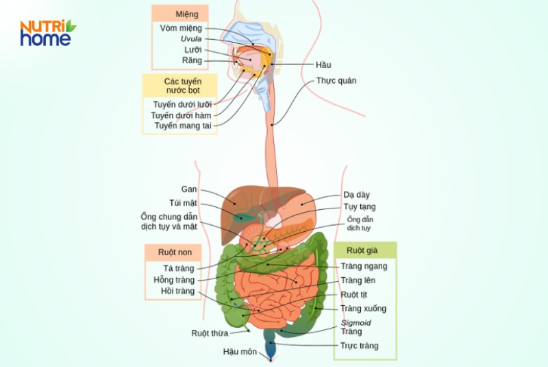 Hệ tiêu hóa là gì?