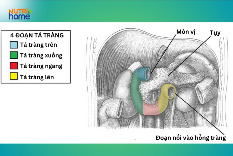 Cấu tạo tá tràng