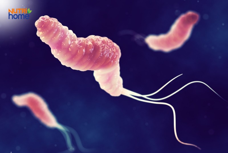 Vi khuẩn HP là gì?