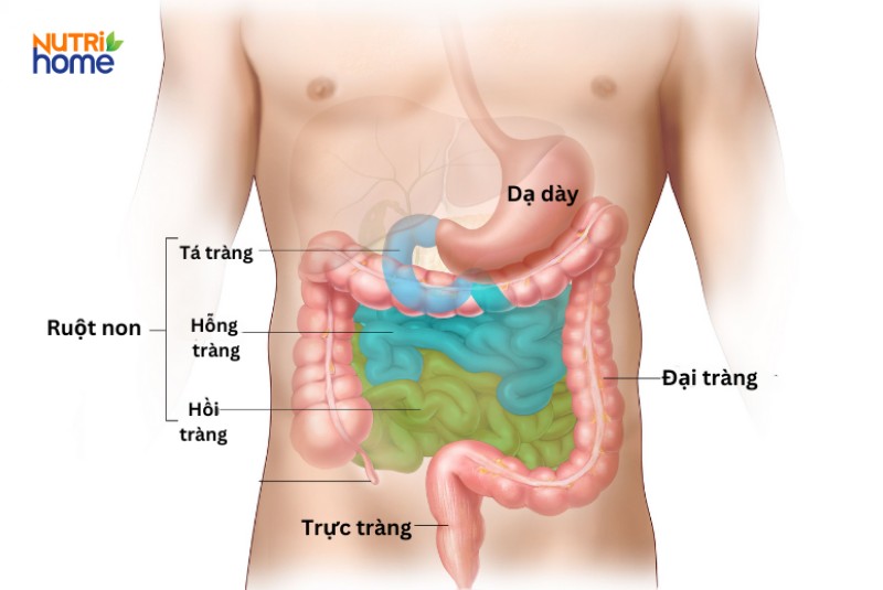Vị trí tá tràng nằm ở đâu?