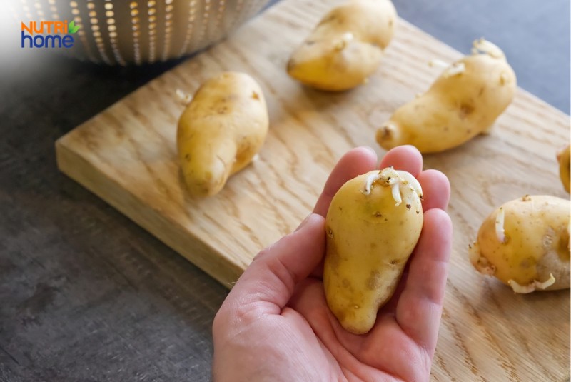 bầu 3 tháng đầu không nên ăn rau gì, khoai tây mọc mầm