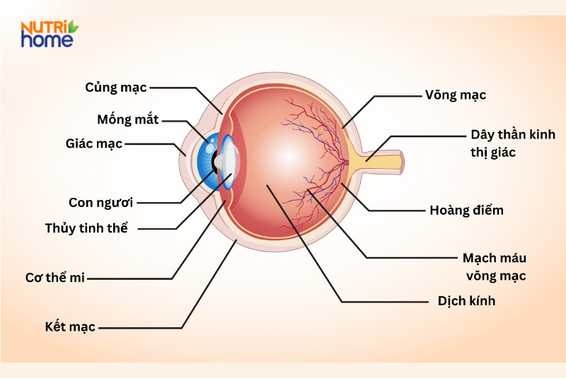 Cấu tạo bên trong của mắt