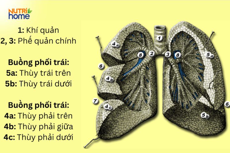 cấu tạo phổi