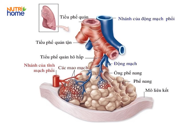 Cấu tạo của phổi là gì