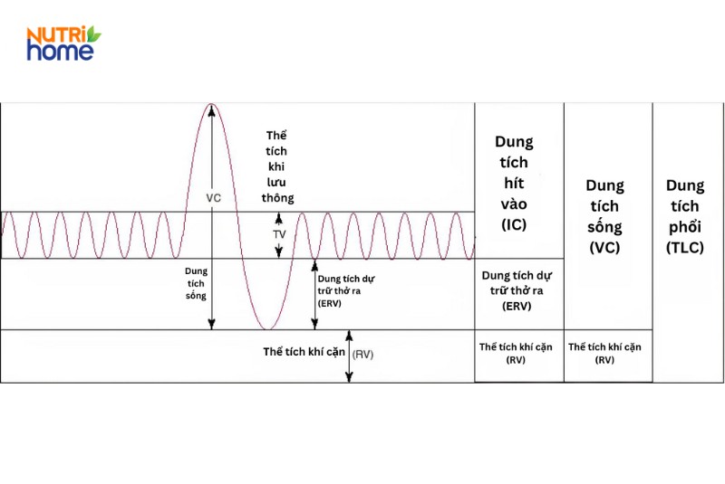 Thể tích và dung tích phổi