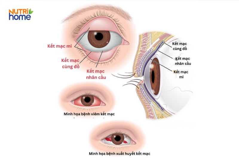 Cấu tạo kết mạc