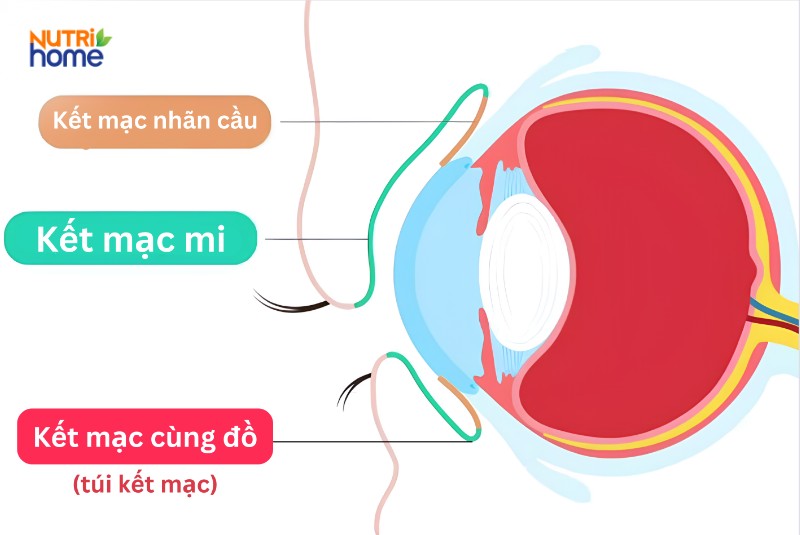 Kết mạc là gì?