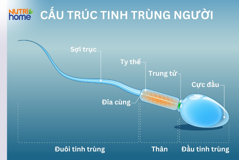 Cấu tạo của tinh trùng