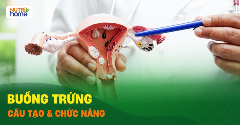buồng trứng