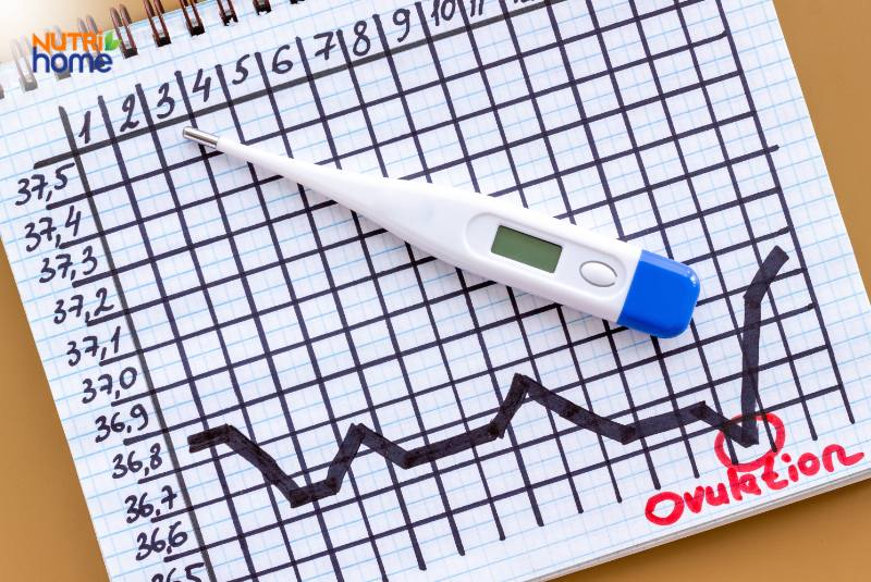 Cách tính ngày rụng trứng dựa vào thân nhiệt (BBT)