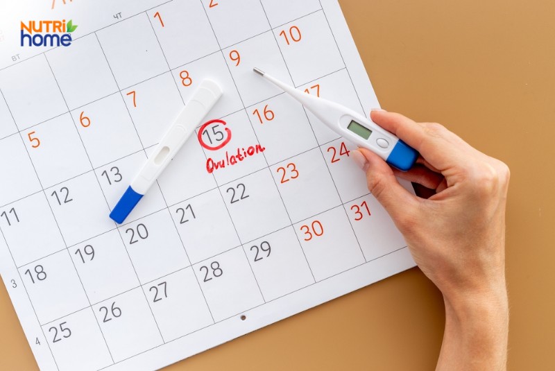 Quá trình thụ thai trong bao lâu?