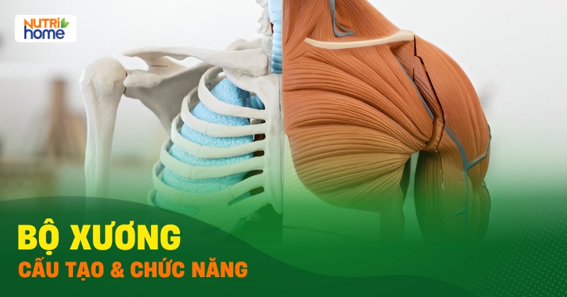 bộ xương